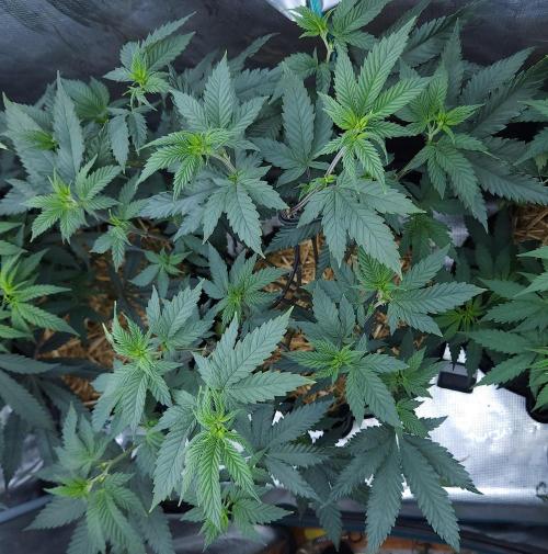 Butterbean Birdseed - Fast Flowering LSO. Week 9 - Rockstar Kush (Day 61)
