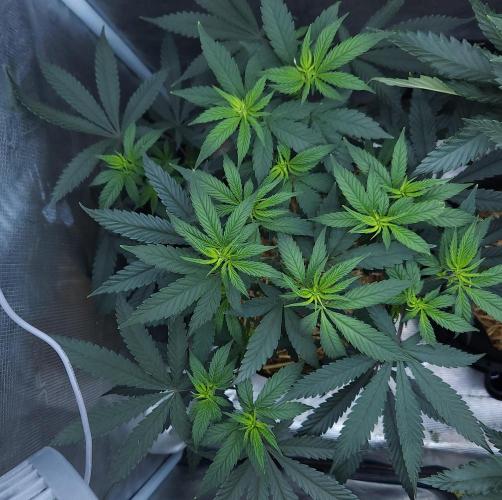 Butterbean Birdseed - Fast Flowering LSO. Week 9 - Faster Master (Day 61)