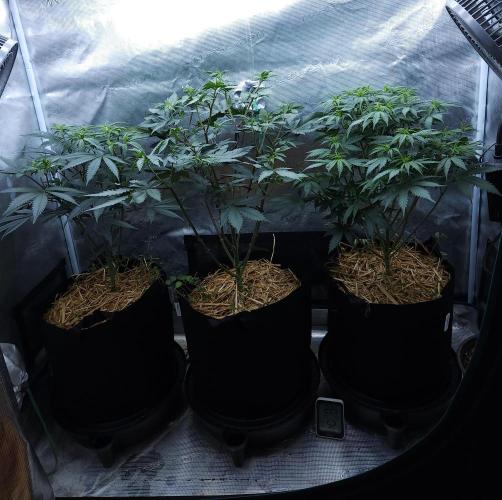 Butterbean Birdseed - Fast Flowering LSO. Week 9 - 04/04/26