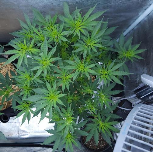 Butterbean Birdseed - Fast Flowering LSO. Week 9 - UBC Chemo (Day 71)