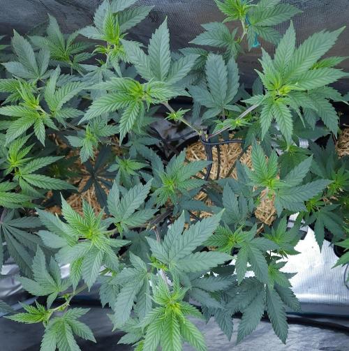 Butterbean Birdseed - Fast Flowering LSO. Week 9 - Rockstar Kush (Day 62)