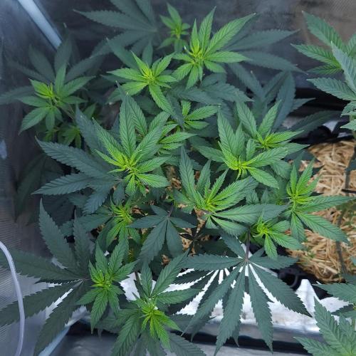 Butterbean Birdseed - Fast Flowering LSO. Week 9 - Faster Master (Day 62)