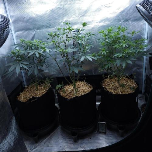 Butterbean Birdseed - Fast Flowering LSO. Week 9 - 04/05/26