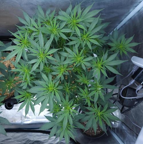 Butterbean Birdseed - Fast Flowering LSO. Week 9 - UBC Chemo (Day 72)