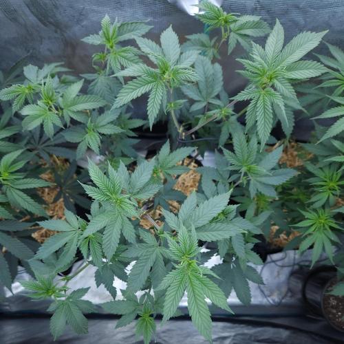 Butterbean Birdseed - Fast Flowering LSO. Week 9 - Rockstar Kush (Day 63)