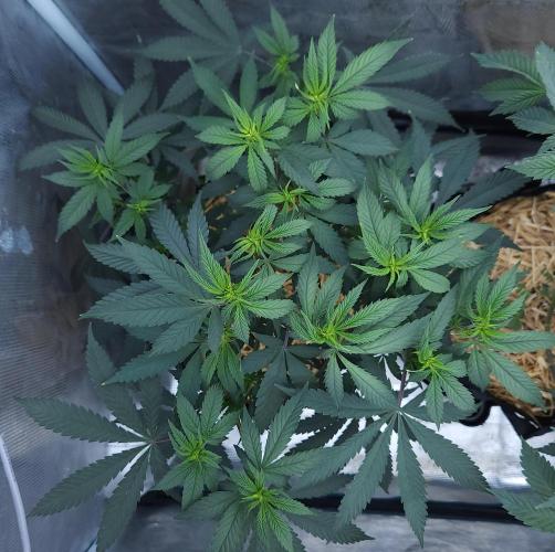 Butterbean Birdseed - Fast Flowering LSO. Week 9 - Faster Master (Day 63)