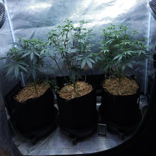 Butterbean Birdseed - Fast Flowering LSO. Week 9 - 04/06/26