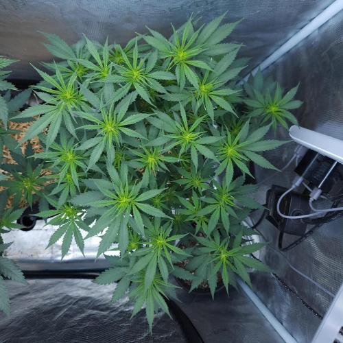 Butterbean Birdseed - Fast Flowering LSO. Week 10 - UBC Chemo (Day 72)