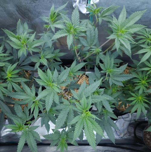Butterbean Birdseed - Fast Flowering LSO. Week 10 - Rockstar Kush (Day 63)