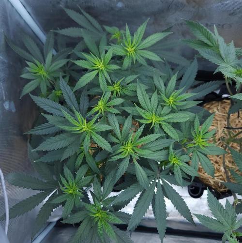 Butterbean Birdseed - Fast Flowering LSO. Week 10 - Faster Master (Day 63)