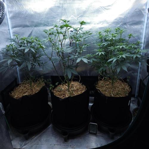 Butterbean Birdseed - Fast Flowering LSO. Week 10 - 04/07/26