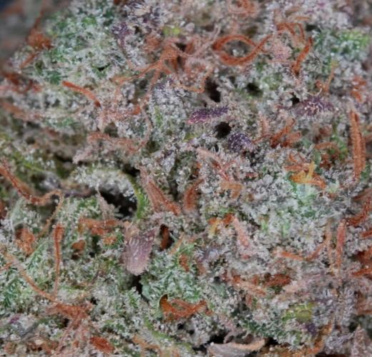 LSO Autoflowers 2.0 !. Week 12 - Grape Gorilla HARVEST (Video Still With Correct Color)
