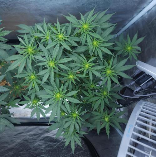 Butterbean Birdseed - Fast Flowering LSO. Week 10 - UBC Chemo (Day 73)