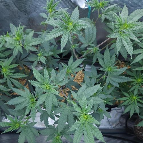 Butterbean Birdseed - Fast Flowering LSO. Week 10 - Rockstar Kush (Day 64)