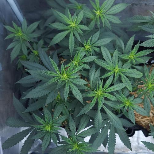 Butterbean Birdseed - Fast Flowering LSO. Week 10 - Faster Master (Day 64)
