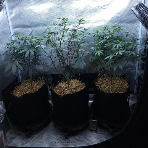 Butterbean Birdseed - Fast Flowering LSO. Week 10 - 04/08/26