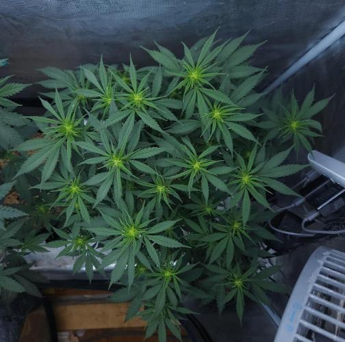 Butterbean Birdseed - Fast Flowering LSO. Week 10 - UBC Chemo (Day 74)