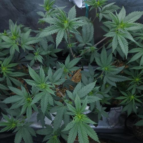 Butterbean Birdseed - Fast Flowering LSO. Week 10 - Rockstar Kush (Day 65)