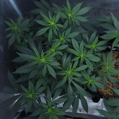 Butterbean Birdseed - Fast Flowering LSO. Week 10 - Faster Master (Day 65)