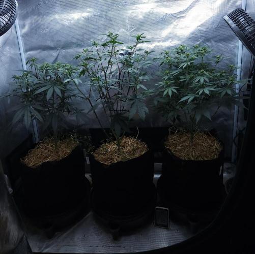 Butterbean Birdseed - Fast Flowering LSO. Week 10 - 04/09/26
