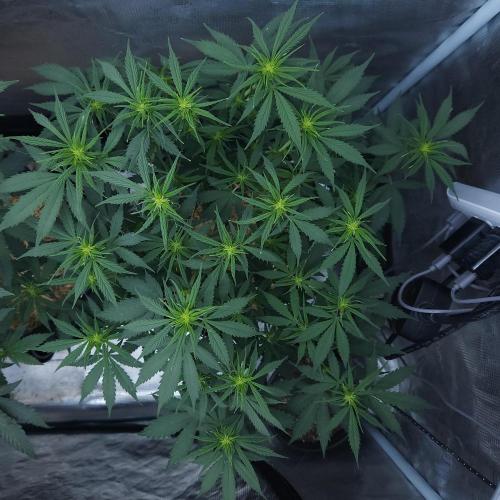 Butterbean Birdseed - Fast Flowering LSO. Week 10 - UBC Chemo (Day 74) After opening up center canopy