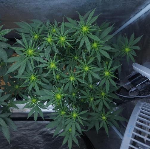 Butterbean Birdseed - Fast Flowering LSO. Week 10 - UBC Chemo (Day 75)