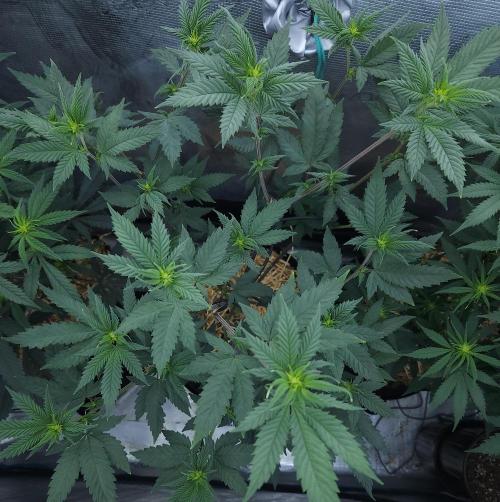 Butterbean Birdseed - Fast Flowering LSO. Week 10 - Rockstar Kush (Day 66)