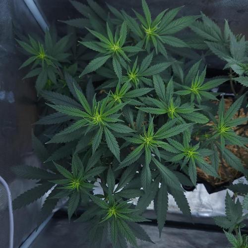 Butterbean Birdseed - Fast Flowering LSO. Week 10 - Faster Master (Day 66)