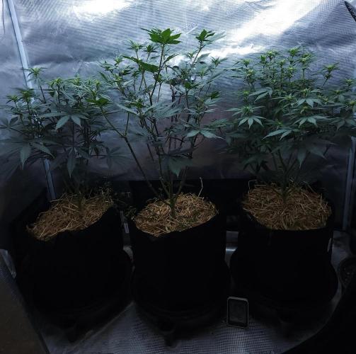 Butterbean Birdseed - Fast Flowering LSO. Week 10 - 04/10/26