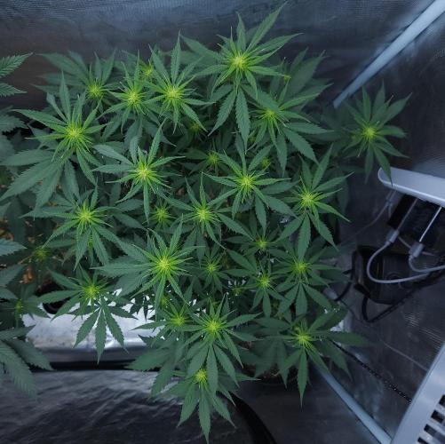 Butterbean Birdseed - Fast Flowering LSO. Week 10 - UBC Chemo (Day 76)