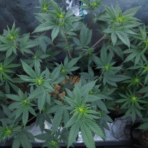 Butterbean Birdseed - Fast Flowering LSO. Week 10 - Rockstar Kush (Day 67)