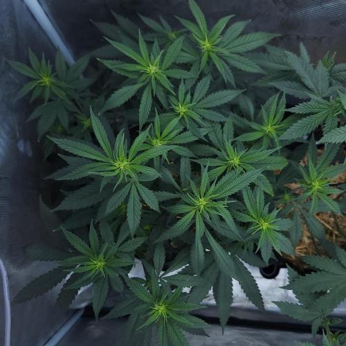 Butterbean Birdseed - Fast Flowering LSO. Week 10 - Faster Master (Day 67)