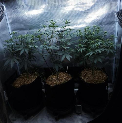 Butterbean Birdseed - Fast Flowering LSO. Week 10 - 04/11/26