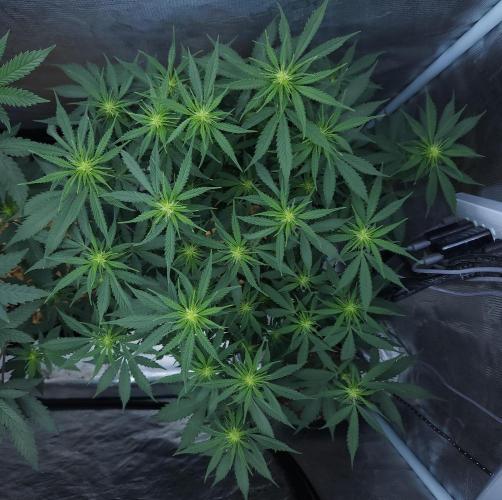 Butterbean Birdseed - Fast Flowering LSO. Week 10 - UBC Chemo (Day 77)