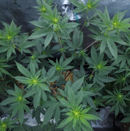 Butterbean Birdseed - Fast Flowering LSO. Week 10 - Rockstar Kush (Day 68)