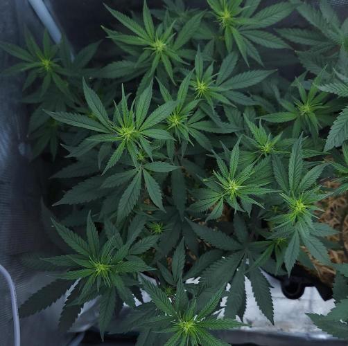 Butterbean Birdseed - Fast Flowering LSO. Week 10 - Faster Master (Day 68)