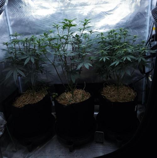 Butterbean Birdseed - Fast Flowering LSO. Week 10 - 04/12/26