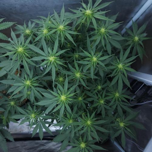 Butterbean Birdseed - Fast Flowering LSO. Week 10 - UBC Chemo (Day 78)
