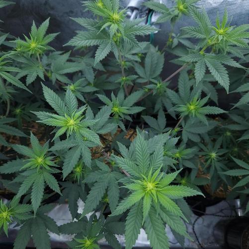 Butterbean Birdseed - Fast Flowering LSO. Week 10 - Rockstar Kush (Day 69)