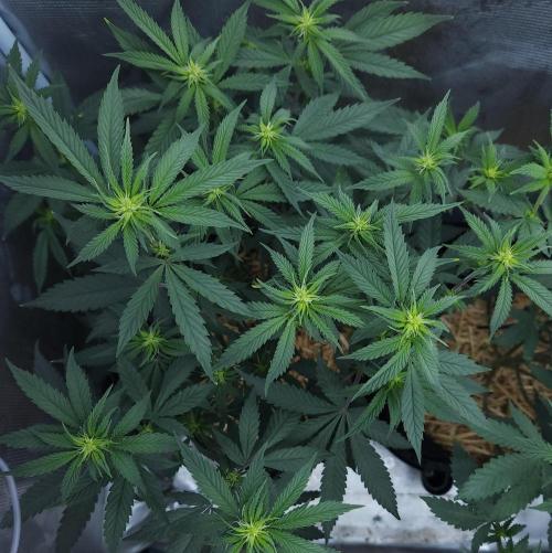 Butterbean Birdseed - Fast Flowering LSO. Week 10 - Faster Master (Day 69)