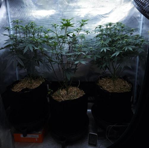 Butterbean Birdseed - Fast Flowering LSO. Week 10 - 04/13/26
