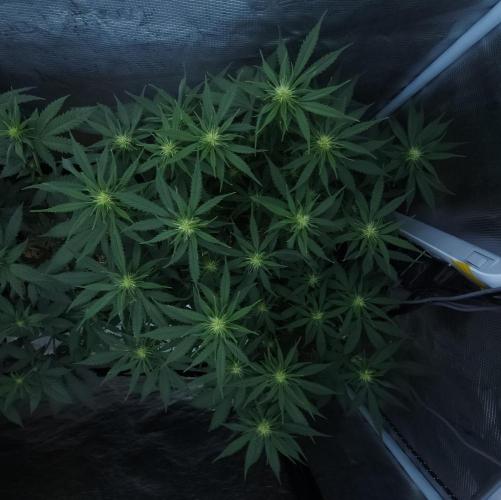 Butterbean Birdseed - Fast Flowering LSO. Week 11 - UBC Chemo (Day 79)