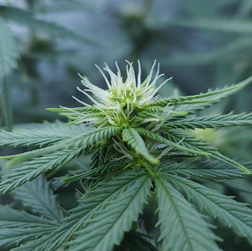 Butterbean Birdseed - Fast Flowering LSO. Week 11 - UBC Chemo (Day 79)