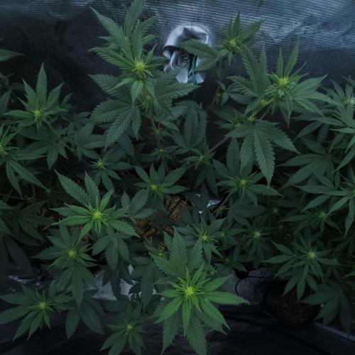 Butterbean Birdseed - Fast Flowering LSO. Week 11 - Rockstar Kush (Day 70)