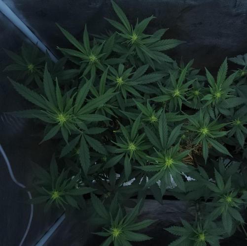 Butterbean Birdseed - Fast Flowering LSO. Week 11 - Faster Master (Day 70)