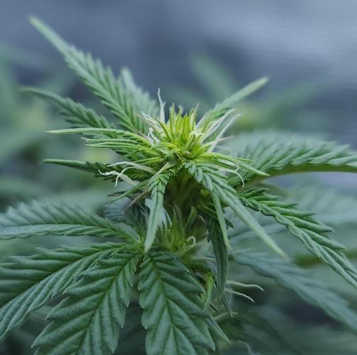 Butterbean Birdseed - Fast Flowering LSO. Week 11 - Faster Master (Day 70)