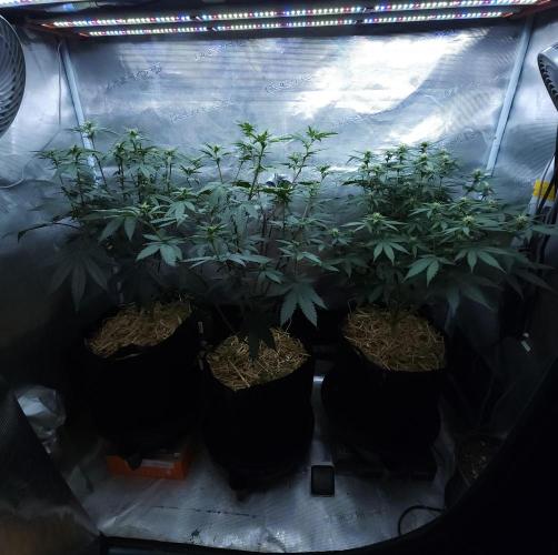 Butterbean Birdseed - Fast Flowering LSO. Week 11 - 04/14/26
