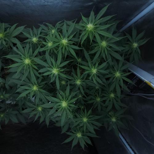 Butterbean Birdseed - Fast Flowering LSO. Week 11 - UBC Chemo (Day 80)