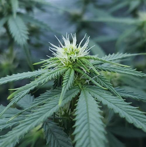 Butterbean Birdseed - Fast Flowering LSO. Week 11 - UBC Chemo (Day 80)