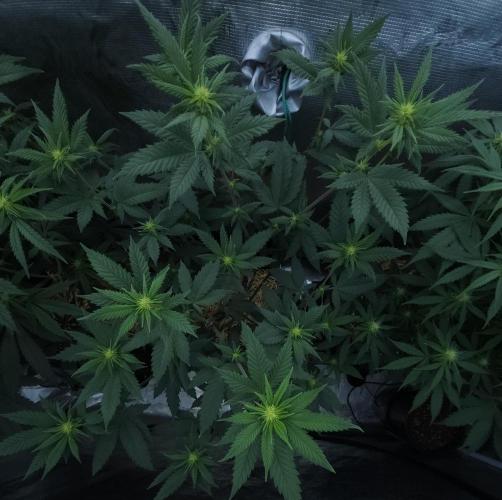 Butterbean Birdseed - Fast Flowering LSO. Week 11 - Rockstar Kush (Day 71)